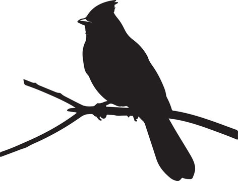 Canada Jay in silhouette on white background.