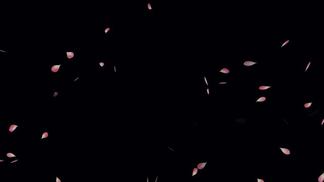 Sakura leaves falling animation on black background. Falling pink cherry blossoms. Rose petals are falling in a shower on the golden ground. Cherry blossom flower petals flying animation.