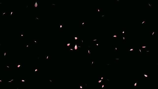 Sakura leaves falling animation on black background. Falling pink cherry blossoms. Rose petals are falling in a shower on the golden ground. Cherry blossom flower petals flying animation.