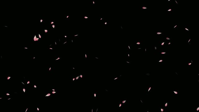 Sakura leaves falling animation on black background. Falling pink cherry blossoms. Rose petals are falling in a shower on the golden ground. Cherry blossom flower petals flying animation.