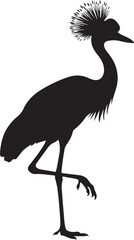 Obraz premium Grey Crowned Crane in silhouette on white background.