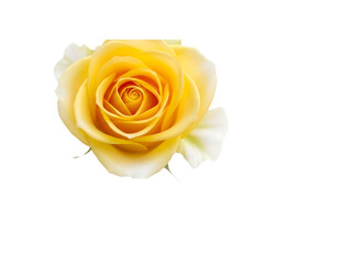 Beautiful yellow rose flower isolated on transparent background transparent background