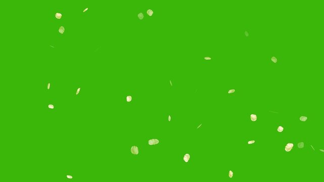 Soft floral cherry blossom spray animation on green screen background. Romantic spring- Cherry blossoms gently falling down. Rose petals fall like rain. Cherry blossom petals falling loop animation.