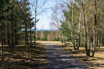 Fototapeta premium Sunlit forest path leading to horizon through mixed pine and birch woodland