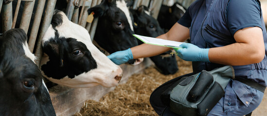 Farmworker veterinarian feeding cows in livestock facility with Closeup of dairy cattle © Parilov