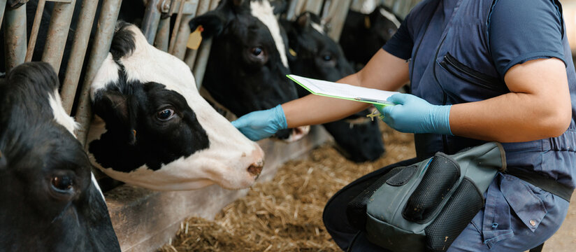 Farmworker veterinarian feeding cows in livestock facility with Closeup of dairy cattle