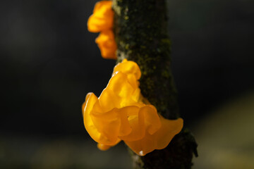 Tremella mesenterica