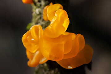 Tremella mesenterica