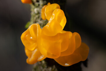 Tremella mesenterica