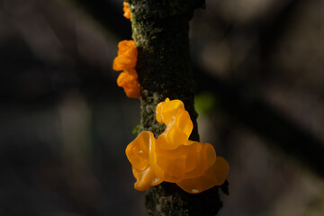 Tremella mesenterica