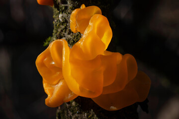 Tremella mesenterica