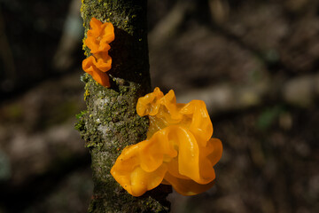 Tremella mesenterica