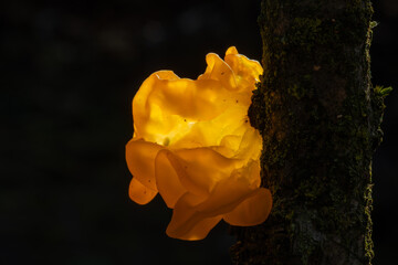 Tremella mesenterica