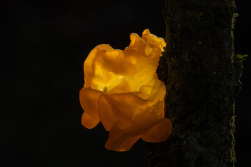 Tremella mesenterica