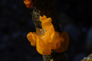 Tremella mesenterica