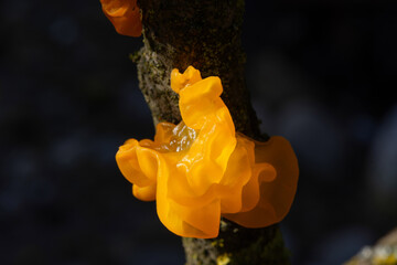 Tremella mesenterica