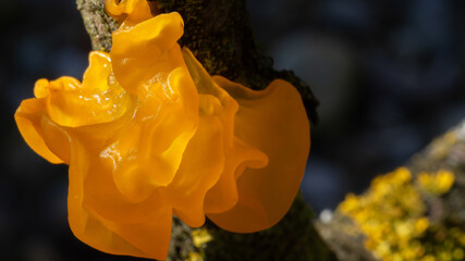 Tremella mesenterica