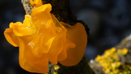 Tremella mesenterica