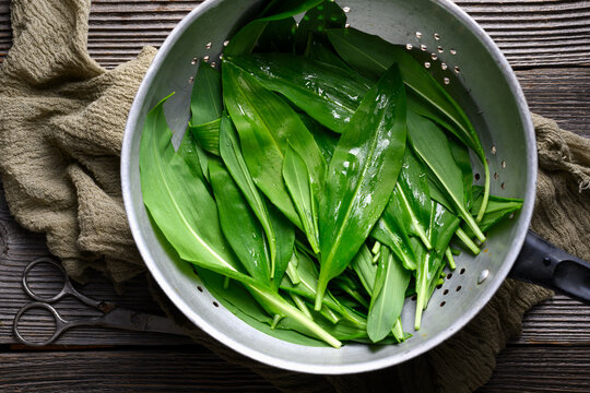 Fresh wild garlic greens placed inside metal strainer for washing. Clean ramsons leaves shown in kitchen preparation scene. Flat lay, top view