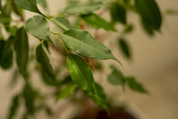 healthy but dusty ficus exotica leaves close up 