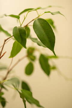 healthy but dusty ficus exotica leaves close up 