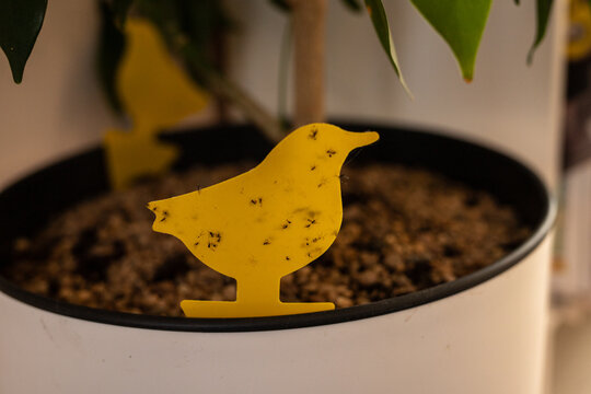 Fungus gnat infestation solution. Fungus gnats caught on a sticky yellow trap