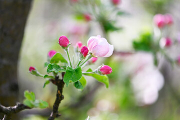 Fototapeta premium Delicate apple blossom flowers and unopened buds on tree branch with blurred green background. Springtime orchard, floral macro, pastel tones, natural light, fresh growth