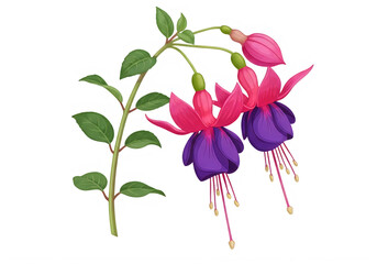A beautiful digital illustration of fuchsia flowers with green leaves and vibrant colors. isolated on transparent background, png