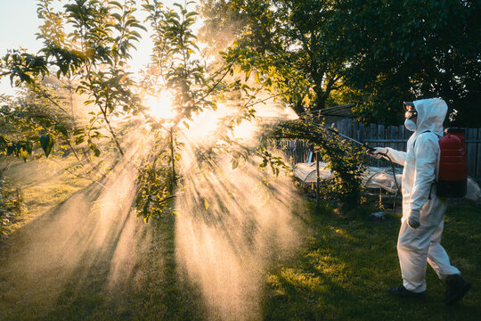 Backlit gardener in protective suit spraying orchard trees at sunrise with golden sun rays and morning mist. Spring agriculture, plant protection, rural farming work, environmental care concept
