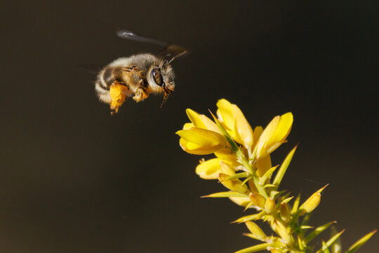 Efecto rolling shutter en ala de abeja solitaria Eucera volando hacia flor de aliaga, Alcoy, Espa&ntilde;a