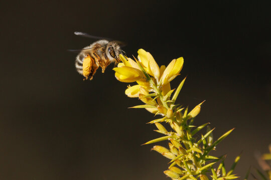 Abeja solitaria Eucera volando hacia flor de aliaga, Alcoy, Espa&ntilde;a