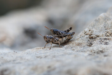 Fototapeta premium Pareja de saltamontes de piedra Prionotropis apareándose sobre roca, Alcoy, España