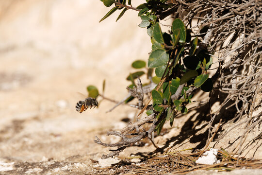 Abeja solitaria Eucera buscando lugar de nidificaci&oacute;n en sustrato terroso, Alcoy, Espa&ntilde;a