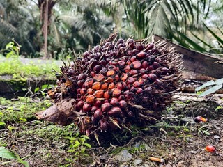 Oil palm fruit after Harvest