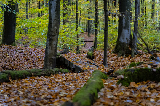 Wir wandert auf einem von braunem Laub bedeckten Pfad durch den dichten Wald des Tiergartens, eingerahmt von hohen St&auml;mmen und sanftem, goldenem Licht.
