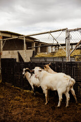Obraz premium Three goats standing inside rustic farm enclosure surrounded by fencing and agricultural structures. Traditional livestock farming environment under overcast sky.