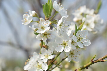 Fototapeta premium Plum blossom, Prunus armeniaca, A closeup of Prunus armeniaca blossom.Apricot tree blooming on a sunny spring day at the Lake of Geneva, being pollinated by bumblebees, a fruit from several tree