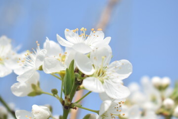 Fototapeta premium Plum blossom, Prunus armeniaca, A closeup of Prunus armeniaca blossom.Apricot tree blooming on a sunny spring day at the Lake of Geneva, being pollinated by bumblebees, a fruit from several tree
