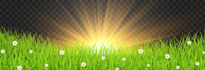 Golden sunrise over green grass field with sun rays isolated on transparent png background, spring meadow nature vector illustration