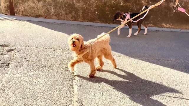 Happy Cavapoo and Mixed Breed Dogs Smiling and Playing During Fun Urban Street Walk &mdash; Joyful Pet Lifestyle Clip