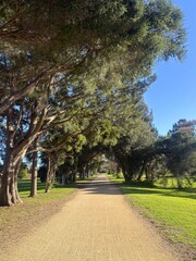 Fototapeta premium Beautiful tree lined pathway in a sunny park with shadows
