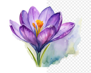 Obraz premium Watercolor Saffron Crocus Flower Illustration, Purple Herbal Botanical, isolated on white background