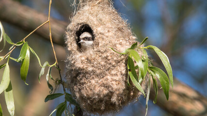 great spotted woodpecker