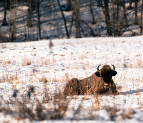 bison laying in the snow