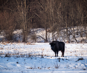 bison in snow