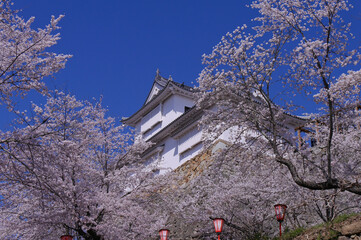 桜満開の津山城