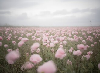Vast Field Of Delicate Pink Poppies Under A Soft Overcast Sky A Dreamy Natural Landscape