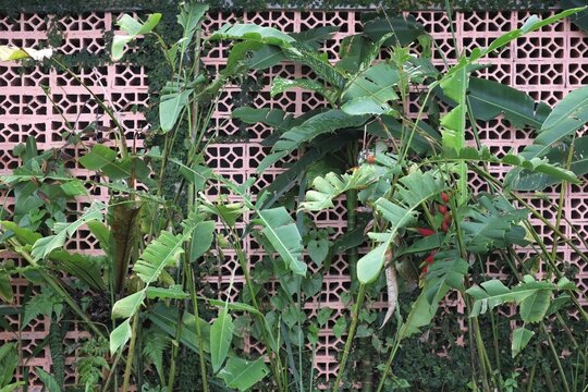 Meranti sepat pisang (Calathea lutea) plant in the garden against red concrete roster.