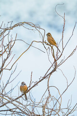 ホオジロのつがい