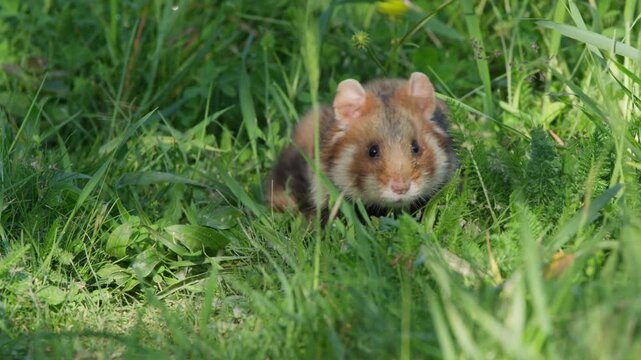 Hamster nest building behavior in long grass, turning and pausing to trample and flatten plants to form a nest bed, then dashes off. Natural wildlife clip, daylight meadow.